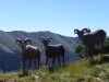 Wheeler Peak