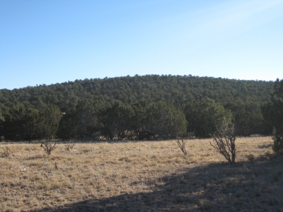 Pine Hill