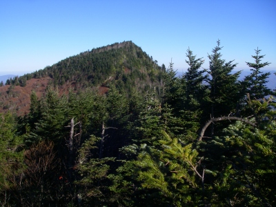 Celo Knob