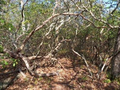 Lewis Mountain