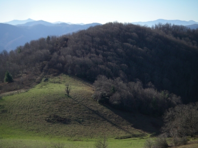 Doggett Knob