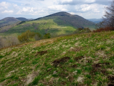 Pharis Knob