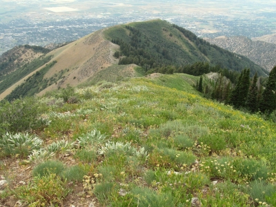 Temple Baldy