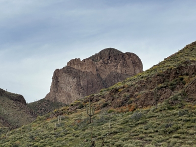 Buzzard Roost