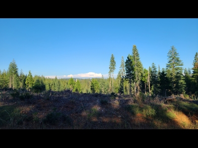 "Sugar Pine Peak"